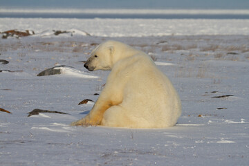 A polar bear, Ursus maritumus, sitting on snow among rocks and staring ahead, near Hudson Bay,...