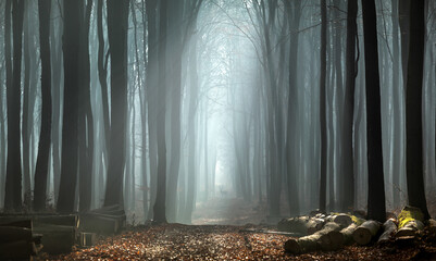 fog in the forest - obrazy, fototapety, plakaty