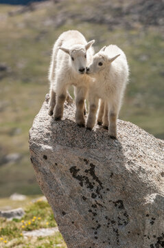 Two mountain goat kids (Oreamnos americanus) nuzzling on top of a granite boulder; North America