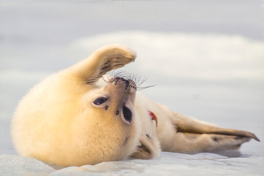 Newborn Harp seal pup (Phoca groenlandicus) lying in the snow; Canada