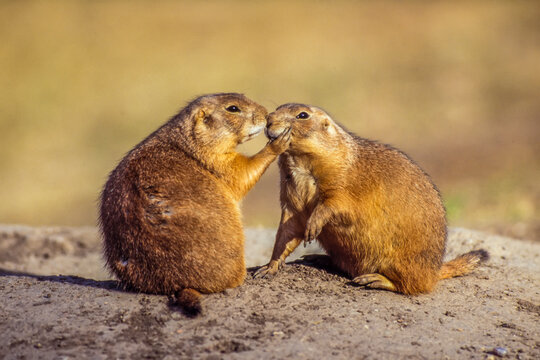 Black-tailed prairie dogs (Cynomys ludovicianus) showing affection; Meade County, South Dakota, United States of America