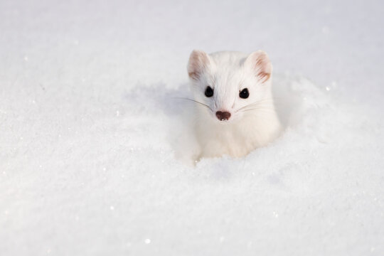 White Short-tailed weasel (Mustela erminea) in snow; Montana, United States of America