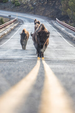 Herd of American Bison (Bison bison) walking in a row down the middle of the road on the solid yellow lines in Yellowstone National Park; United States of America
