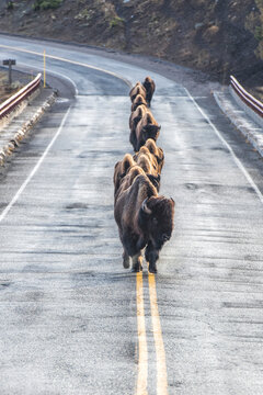 Herd of American Bison (Bison bison) walking in a row down the middle of the road on the solid yellow lines in Yellowstone National Park; United States of America