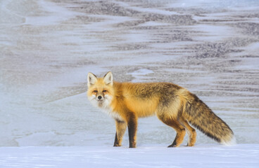 Portrait of a red fox (Vulpes vulpes) standing in the snow looking at camera; Yellowstone National Park, Wyoming, United States of America