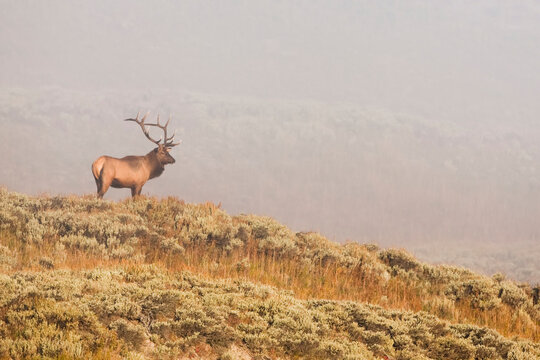 A bull Elk (Cervus canadensis) stands on a ridge looking out with a foggy mountainside in the background, Yellowstone National Park; United States of America