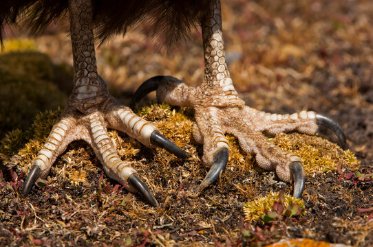 Close-up of the feet of a striated caracara (Phalcoboenus australis); Falkland Islands, Antarctica