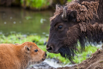 American bison cow (Bison bison) and calf bonding, face to face in Yellowstone National Park, United States of America