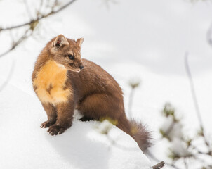 Portrait American Marten Martes Americana