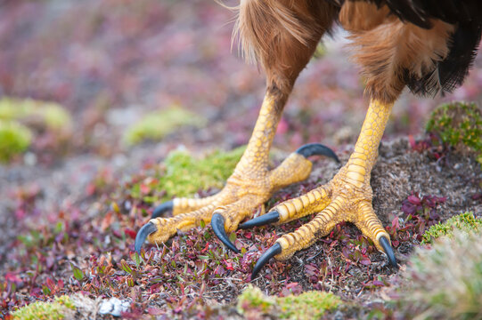 Close-up of the feet of a striated caracara (Phalcoboenus australis); Falkland Islands, Antarctica