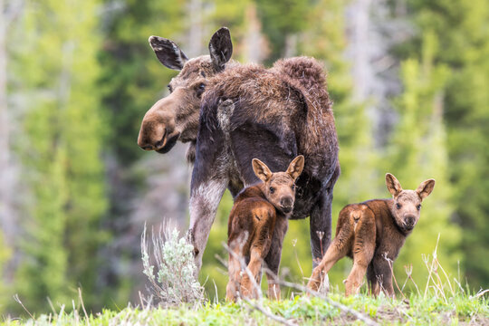 View taken from behind of a cow moose (Alces alces) and her two calves in a grass field looking back over their shoulders at the camera; Wyoming, United States of America