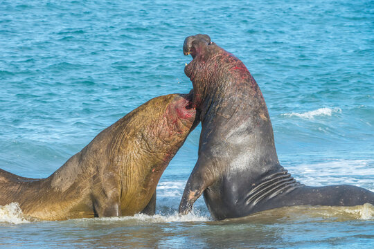 Close-up of two rivaling southern elephant seal bulls (Mirounga leonina) fighting   in the water along the ocean shore; South Georgia Island, Antarctica