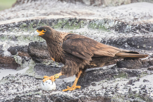 Portrait of a striated caracara (Phalcoboenus australis) standing on rocky beach with one foot on a found gentoo penguin egg; Falkland Islands, Antarctica