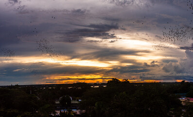 Sunset in Leticia, Amazonas, park, jungle and Amazon river.