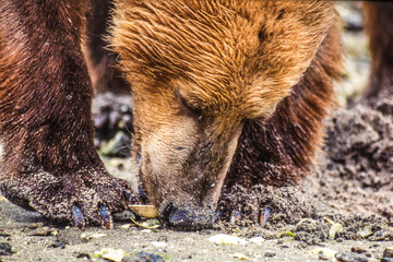 Close-up of a brown bear (Ursus arctos) bending down on the sandy beach eating seafood in Katmai National Park; Alaska, United States of America