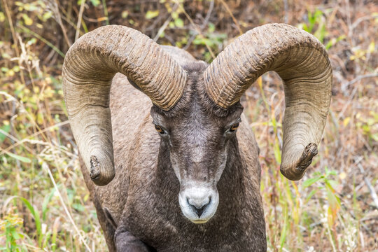Portrait of a bighorn sheep ram standing in the grass, Montana, USA