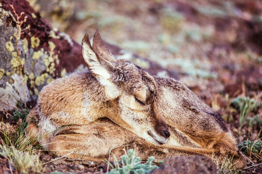 Portrait of a pronghorn antelope fawn (Antilocapra americana) curled up, lying on the ground sleeping; United States of America