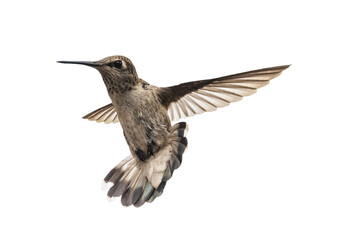 Black-chinned Hummingbird (Archilochus alexandri) Photo, in Flight on a Transparent Background - 554938930