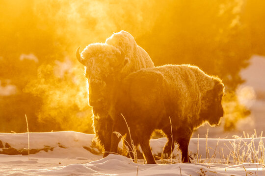 Pair of frost covered bison in golden sunlight in Yellowstone National Park, USA