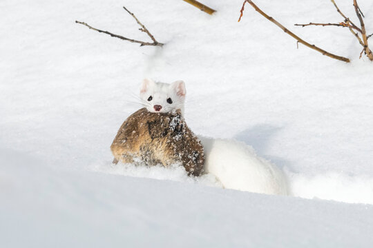 A short-tailed weasel (Mustela erminea) camouflaged in its white winter coat looking at camera with its prey, a montane vole (Microtus montanus) in its mouth; United States of America