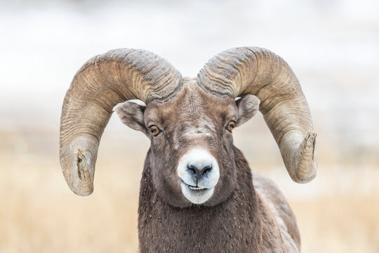 Portrait of a bighorn sheep ram (Ovis canadensis) looking at camera; Montana, United States of America