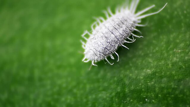 Mealybug, planococcus citrus, dangerous pest on orchid. Macro footage of tropical damaging insect
