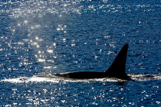A killer whale's dorsal fin as it swims at the surface.