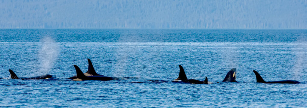 A pod of killer whales swimming at the surface of the water.