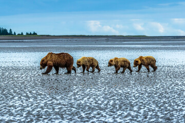Coastal brown bears, Ursus arctos, walking across a tidal flat after digging and eating clams at Sliver Salmon Creek in Lake Clark National Park, Alaska.