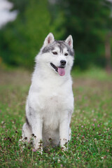 Beautiful gray siberian husky puppy in the park © Ilona Didkovska