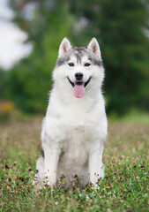 Beautiful gray siberian husky puppy in the park © Ilona Didkovska