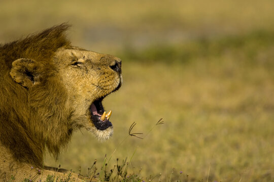 An African lion yawns in the midday sun.