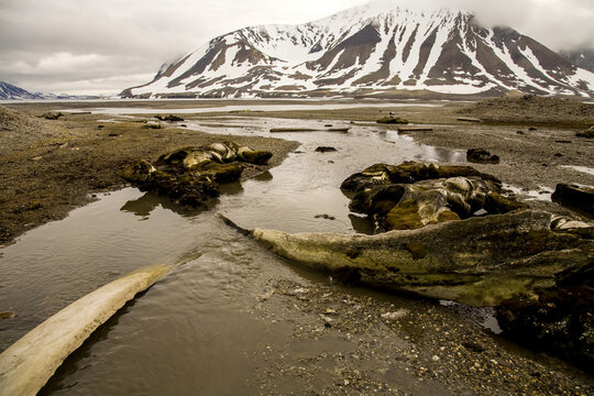 Bowhead whale bones, Balaena mysticetus, on an arctic Norway beach.