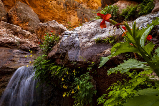Crimson monkey and yellow columbine grow on rocks near a waterfall.