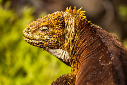 Fototapeta Portrait of a Galapagos land iguana.