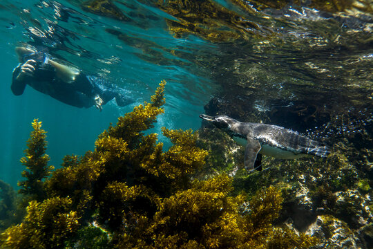 A tourist snorkeling with a Galapagos penguin, Spheniscus mendiculus.