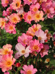 Pink wild rose flowers in garden as floriculture collection