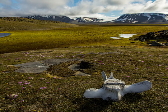 A bowhead whale vertebrae on the empty tundra.