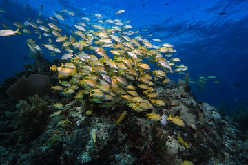 Fototapeta na wymiar Yellow coral reef fish in mexico similar red sea and great barrier