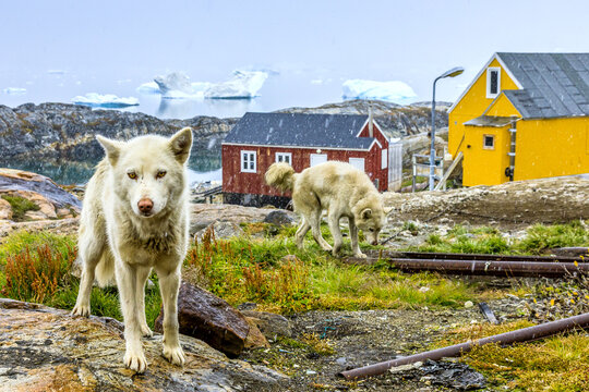 Sled Dogs at the Inuit village of Tinit.