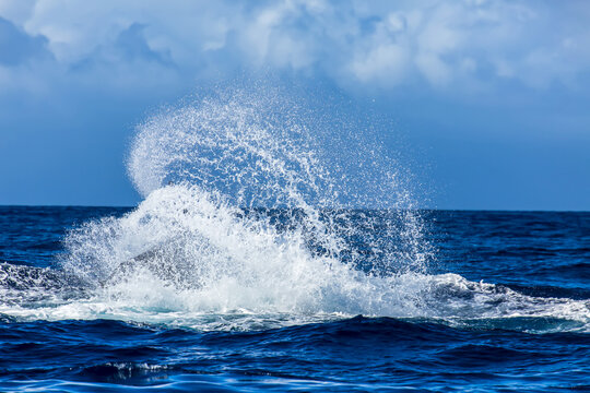A humpback whale slashes its tail in the Pacific Ocean.