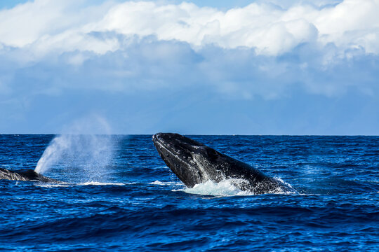 A humpback whale breaches in a breeding ground.