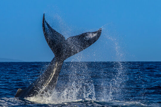 Fluke, Tail Lob, Humpback Whale  (Megaptera novaeangliae), Endangered Species, Hawaiian Islands Humpback Whale National Marine Sanctuary, Maui, Hawaii