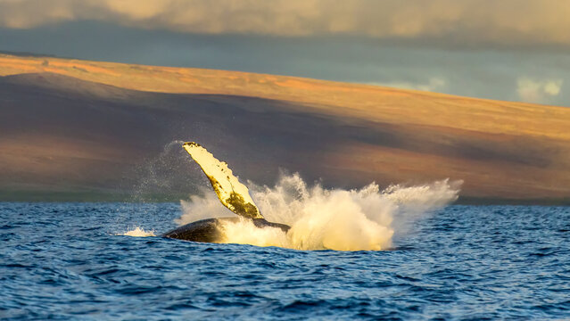A humpback whale splashes into the Pacific after breaching.