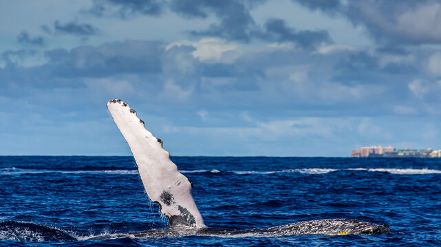 A humpback whale's pectoral fin rises out of the Pacific.