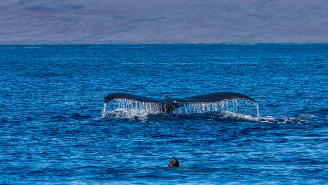 The head of a diver emerges near the tail of a humpback whale.