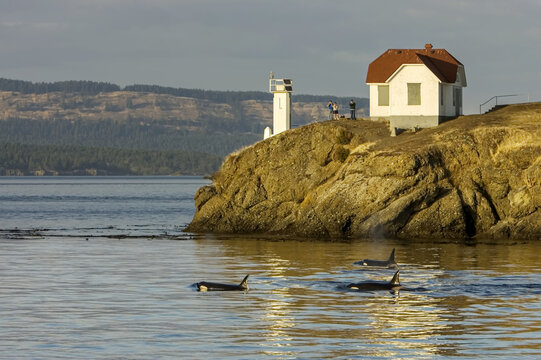 Killer Whales, Stuart Island, San Juan Islands, Washington.