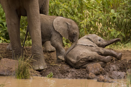 Adult and two baby African elephants at muddy watering hole.