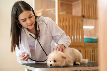 Young female veterinarian with stethoscope examining dog in vet clinic