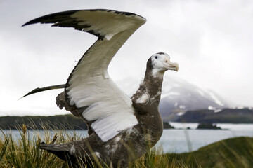 Young endangered wandering albatross, Diomedea exulans, tests wings.
